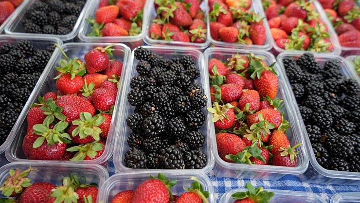 Çilek ve böğürtlende ikinci hasat başladı