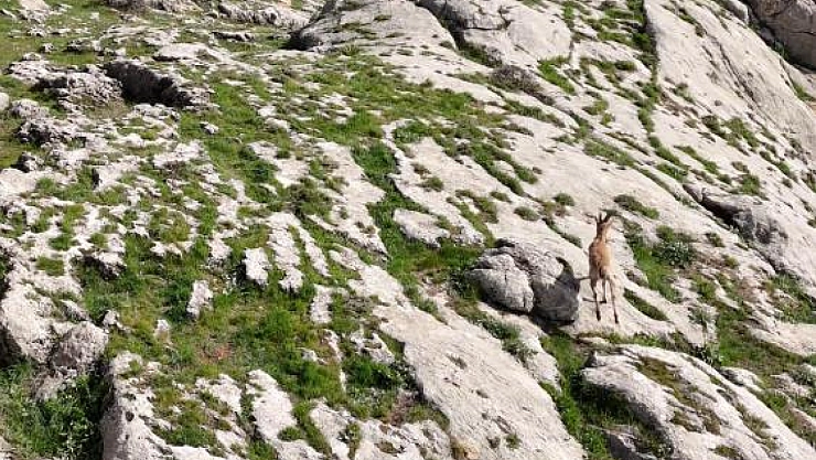 Dağ keçileri havadan görüntülendi