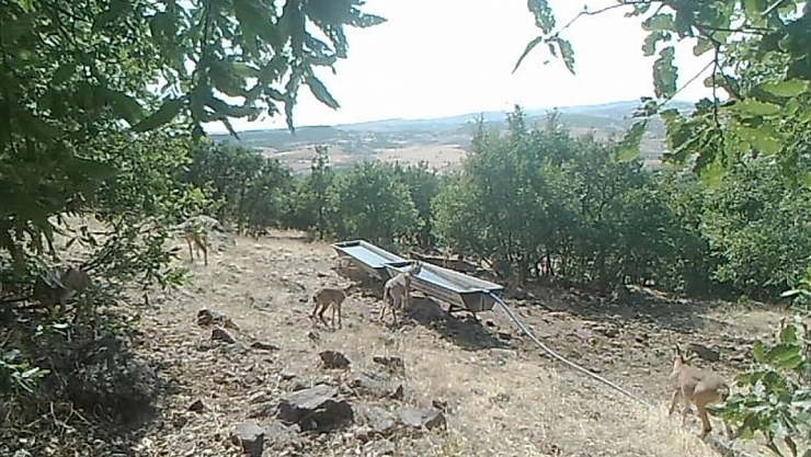 Dağ keçileri sıvattan su içti