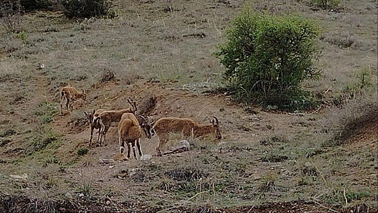 Dağ keçileri sürü halinde görüntülendi