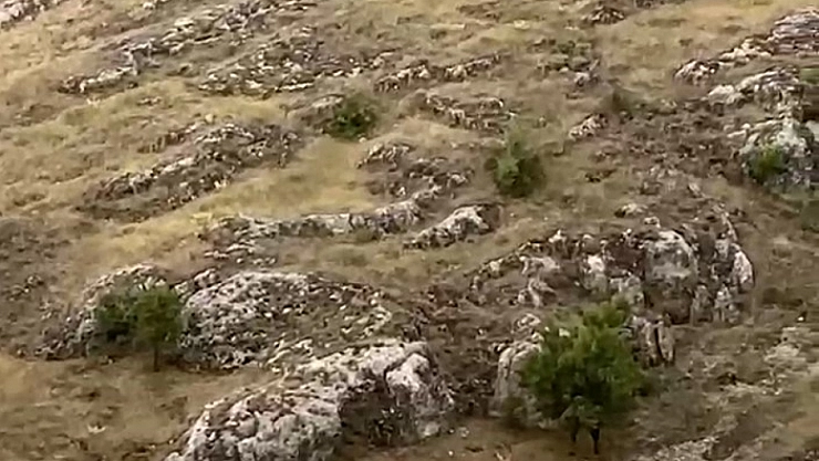 Dağ keçileri sürü halinde görüntülendi