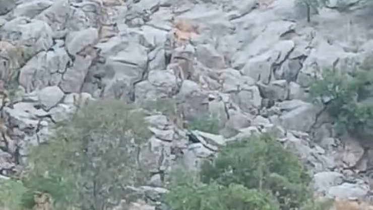 Dağ keçileri sürü halinde görüldü