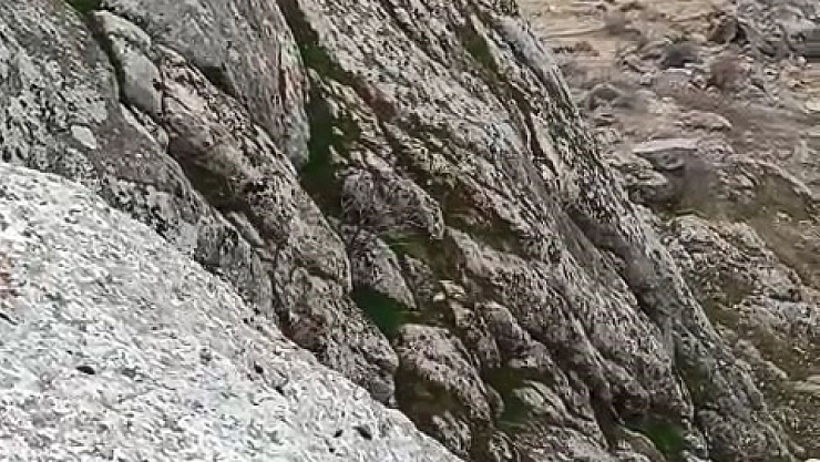 Dağ keçileri sürü halinde görüldü