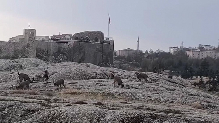 Dağ keçileri sürü halinde ortaya çıktı