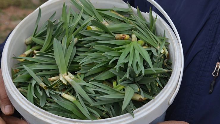 Dağlarda çiriş otu bereketi