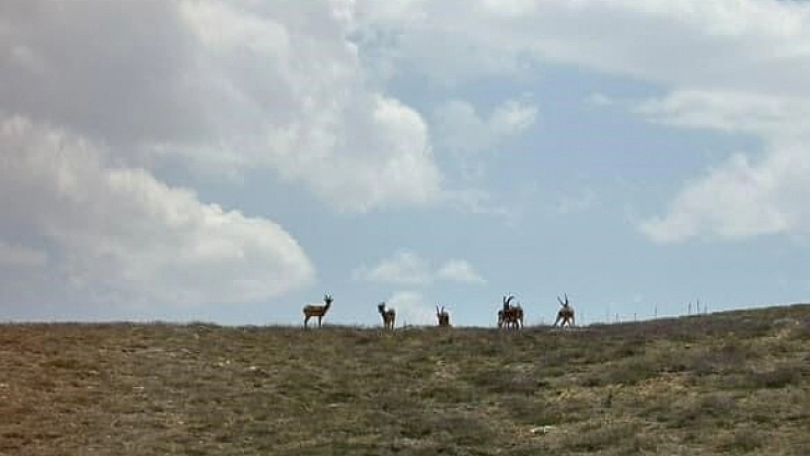 Dağların eşsiz tırmanıcıları bozkırda poz verdi