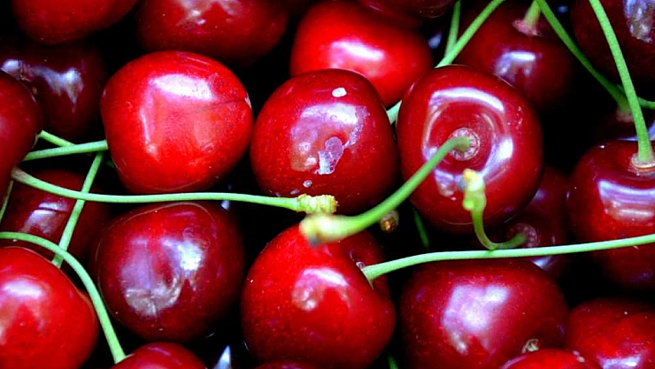 Dalbastı kirazında rekolte belli oldu!