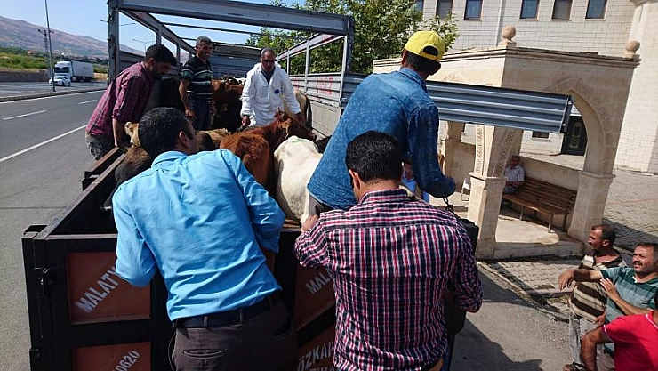 Damızlık düveler dağıtıldı