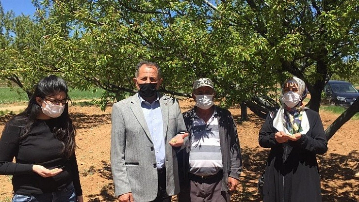 Kayısıyı yine don vurdu