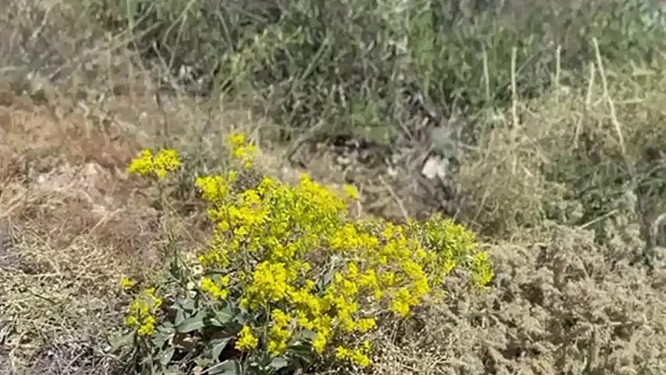 Darende'de Sarı Kantaron hasadı başladı: Hem şifa hem gelir