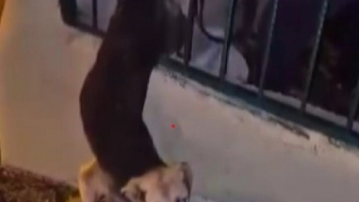 Demir korkuluklarda sıkışan köpeği itfaiye kurtardı