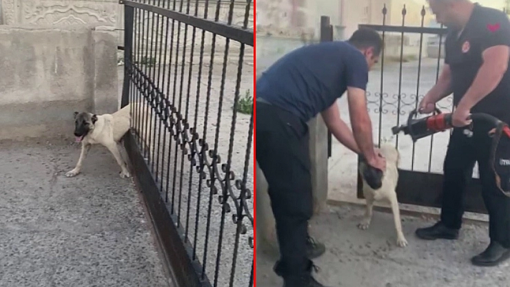 Demir parmaklıklara sıkıştı