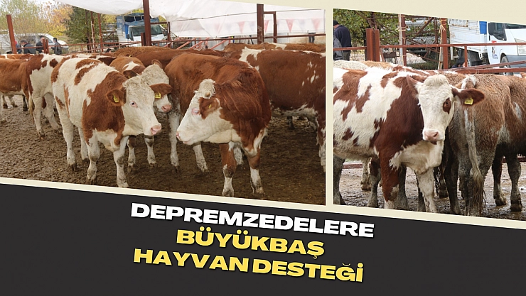 Depremzedelere büyükbaş hayvan desteği