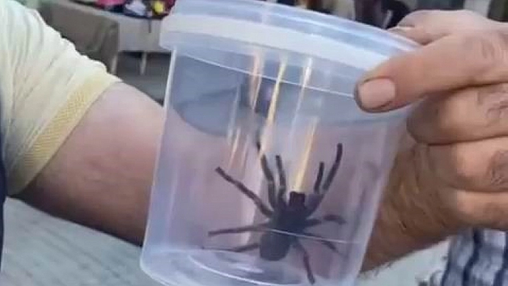 Dev etçil örümcek panik yarattı
