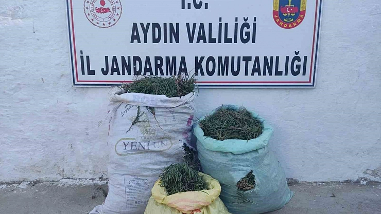 Didim'de 70 kilogram deniz börülcesi ele geçirildi