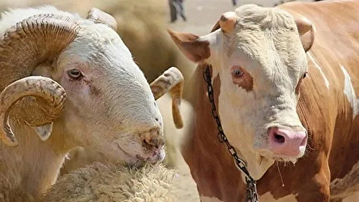 Diyanet'ten kurban uyarısı: Kredi kartı ile alınabilir ancak faiz borca dikkat…