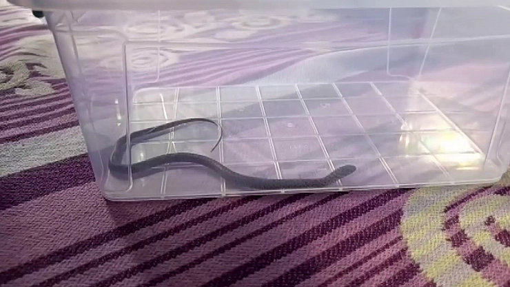 Diyarbakır'da 4'üncü kattaki bir evin çocuk odasına yılan girdi