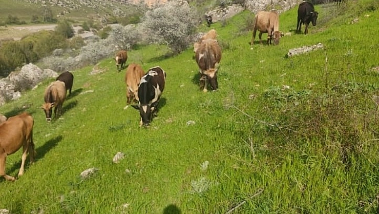 Hayvancılıkla Uğraşan Ailenin 5 İneği Çalındı