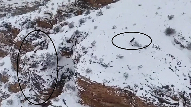 Doğanın Muhteşem Buluşması: Kurt ve Dağ Keçisi Aynı Karede