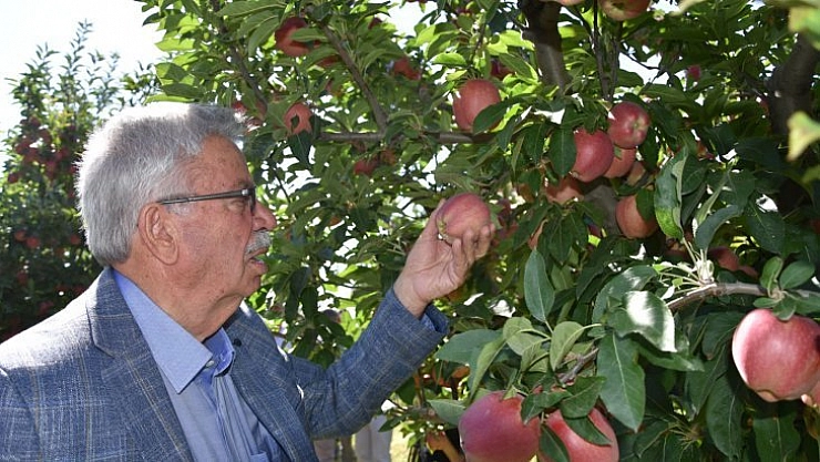 Doğanşehir elması kıymetli