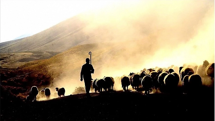 Doğu'da Çoban Maaşları Gündemde: En az 100 bin TL istiyorlar!