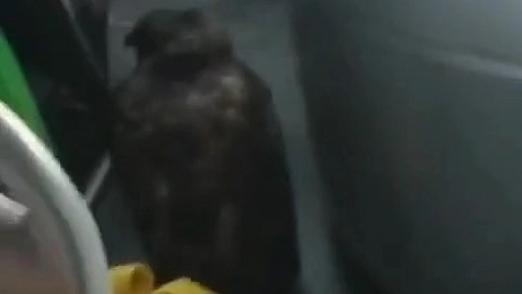 Dolmuşta yırtıcı kuşla yolculuk yaptılar