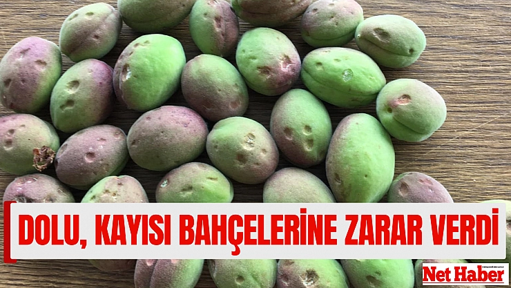 Dolu, kayısı bahçelerine zarar verdi