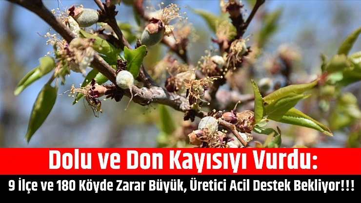 Dolu ve don kayısıyı vurdu: 9 ilçe ve 180 köyde zarar büyük, üretici acil destek bekliyor!!!
