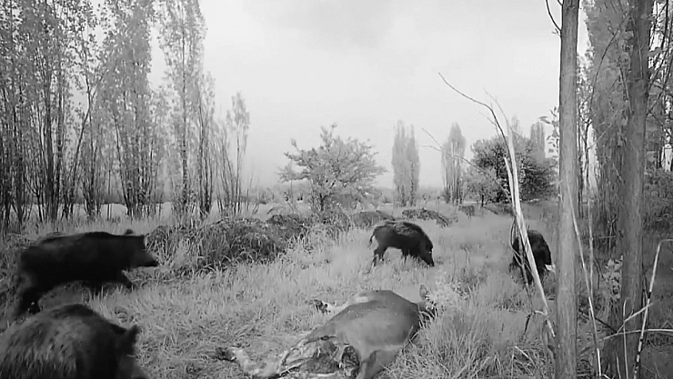 Domuz sürüsü görüntülendi