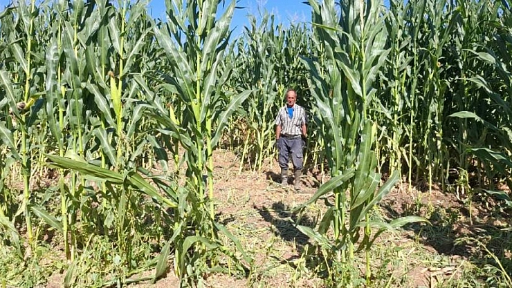 Domuz tarlayı talan etti!