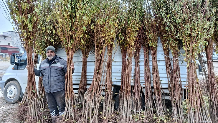 Don Afeti Üretimi Durduramadı! Kayısı Üretimi Büyüyor...