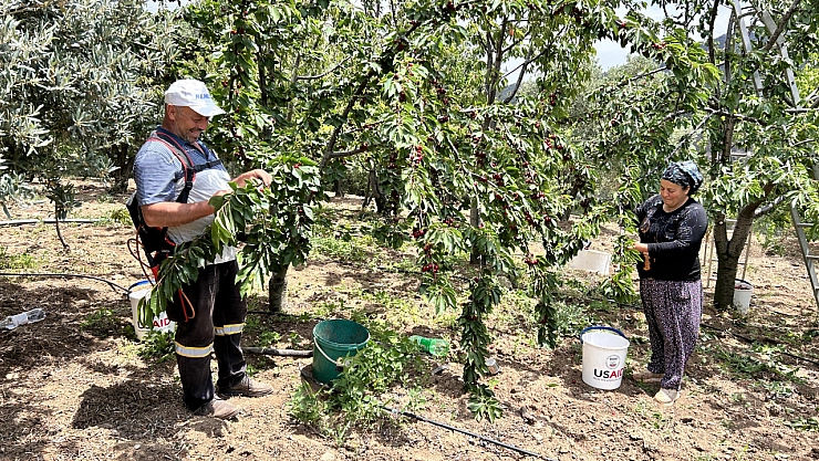 Don afetinin rekolteyi düşürdüğü kirazda hasat vakti