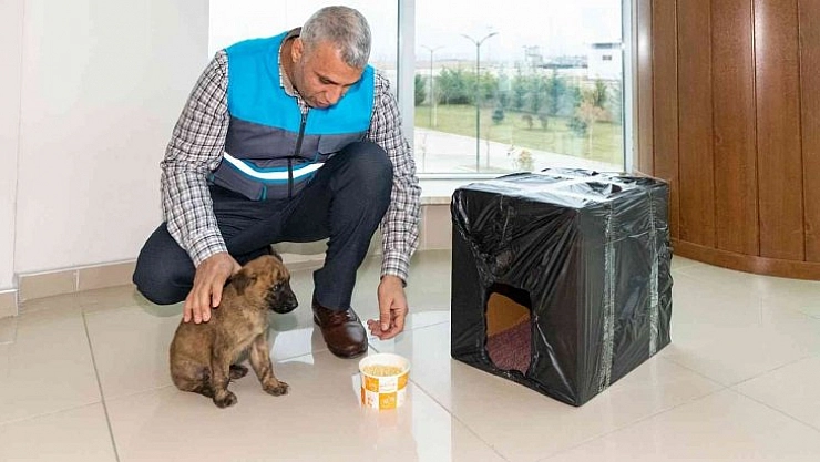 Yavru köpeğe şefkat eli