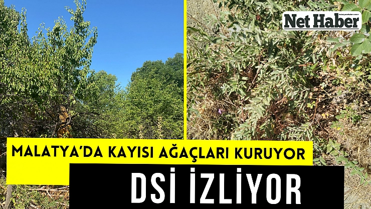 Malatya'da kayısı ağaçları kuruyor! DSİ izliyor