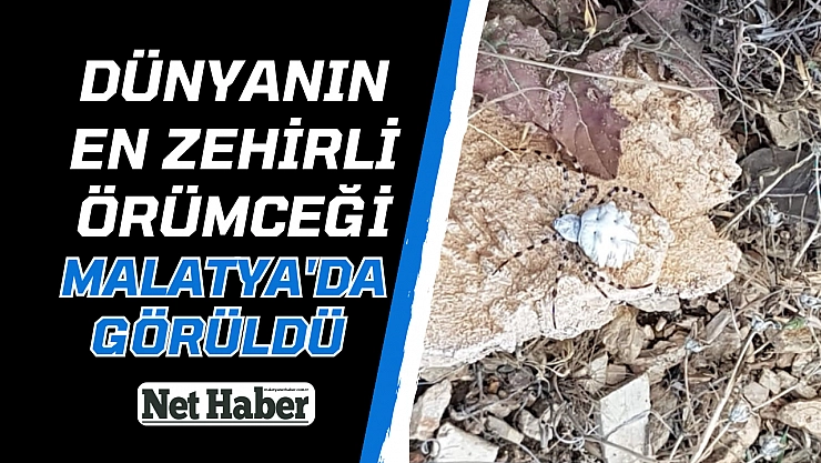 Dünyanın en zehirli örümceği Malatya'da görüldü