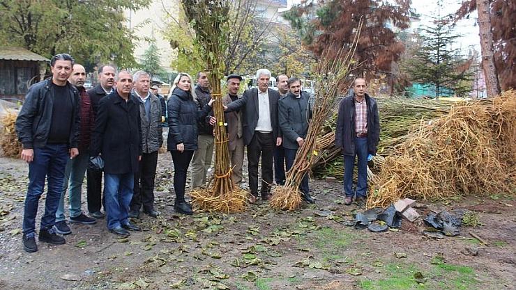 Dut fidanı dağıtıldı