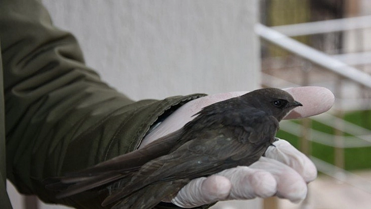 Ebabil kuşu tedavi altına alındı