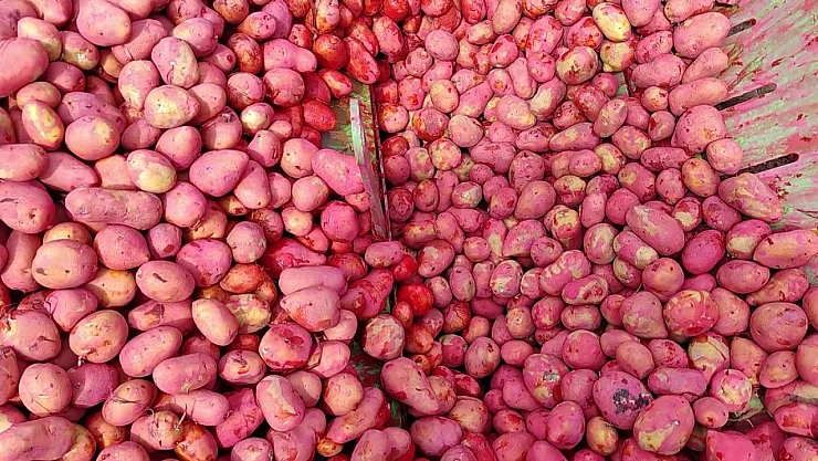 Ekimler devam ediyor