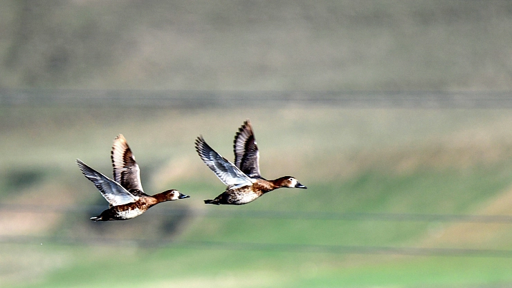 Ekşisu Sazlığı yüzlerce kuşa yuva oldu