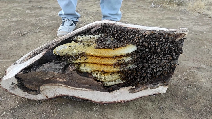 Elazığ'da ağaç kovuğundan kilo kilo çıktı
