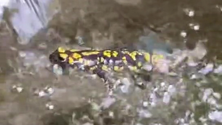 Elazığ'da görüntülendi