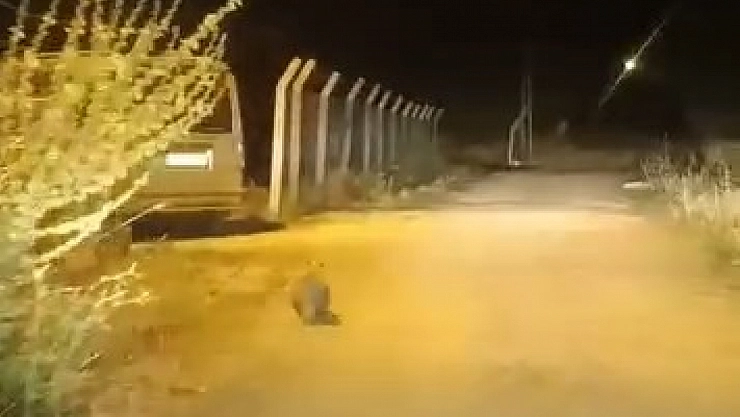 Elazığ'da bir porsuk kameralara takıldı