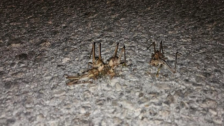 Elazığ'da çekirge istilası!