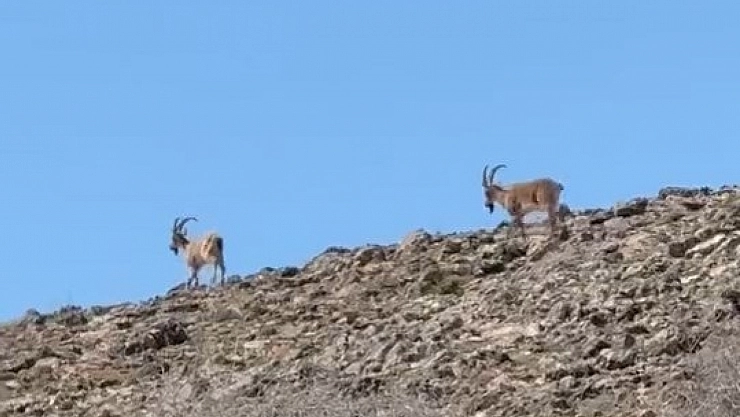 Elazığ'da dağ keçileri görüldü