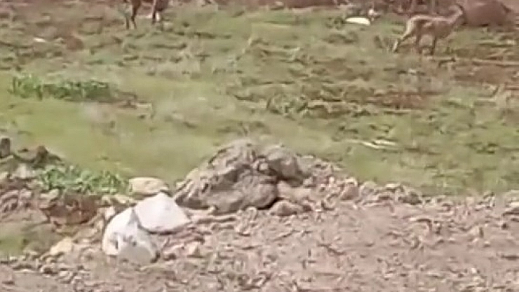 Elazığ'da dağ keçileri görüldü