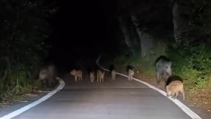 Elazığ'da domuz sürüsü yola indi