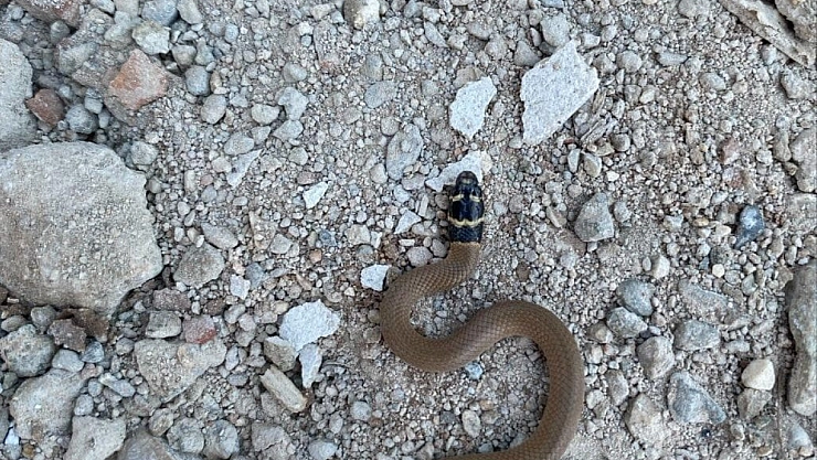 Elazığ'da endemik tür olan 'kırbaç yılanı' görüldü