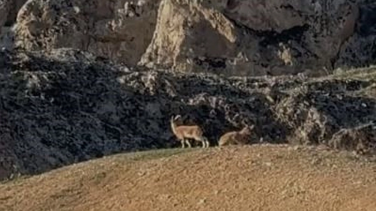 Dağ keçileri sürü halinde görüntülendi