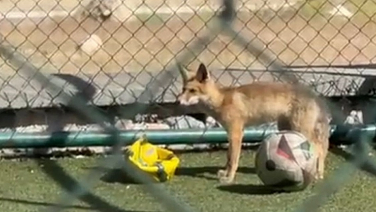 Tilkinin maç keyfi!