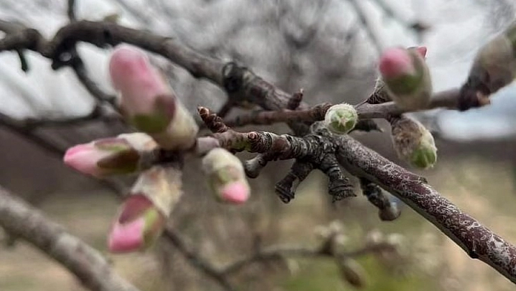 Elazığ'da ağaçlar çiçek açtı